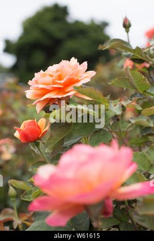 Rosa "About Face" Hybrid Tea Rose. Stockfoto