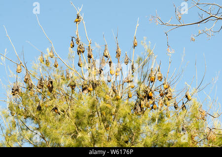 Graue Leitung Flughunde, Pteropus poliocephalus, Rastplätze in einer Kiefer auf der Peel River Bank Tamworth Australien. Stockfoto