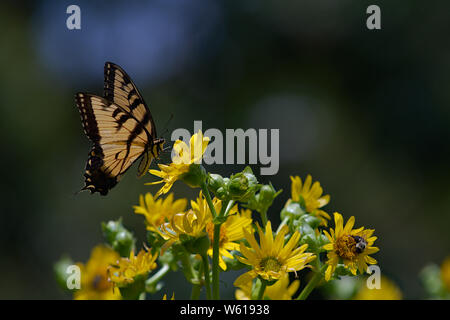 Eastern Tiger Swallowtail auf Maximillian Sonnenblume Stockfoto