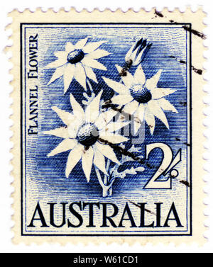 Zwei shilling Australischen Briefmarke mit Actinotus helianthi, die Flanell Blume, eine gemeinsame Arten von blühenden Pflanze das Buschland um Sydney. Stockfoto