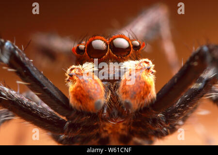 Vorderansicht des extremen vergrößerte Jumping spider Kopf und Augen mit orange Blatt Hintergrund Stockfoto