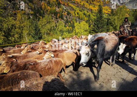 Ein Hirte weidet eine Herde von Rindern und Schafen von den Sommerweiden auf winterweiden während einer saisonalen Vieh Migration in Fuyun County, Altay Pre Stockfoto