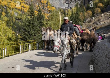 Ein Hirte weidet eine Herde von Rindern und Schafen von den Sommerweiden auf winterweiden während einer saisonalen Vieh Migration in Fuyun County, Altay Pre Stockfoto