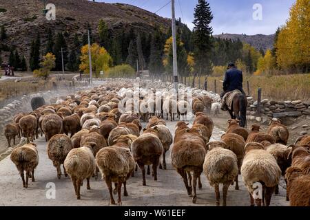 Ein Hirte weidet eine Herde von Rindern und Schafen von den Sommerweiden auf winterweiden während einer saisonalen Vieh Migration in Fuyun County, Altay Pre Stockfoto