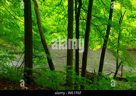 Quinnipiac River entlang der Quinnipiac River Gorge Trail, Meriden lineare Trail, Meriden, Connecticut Stockfoto