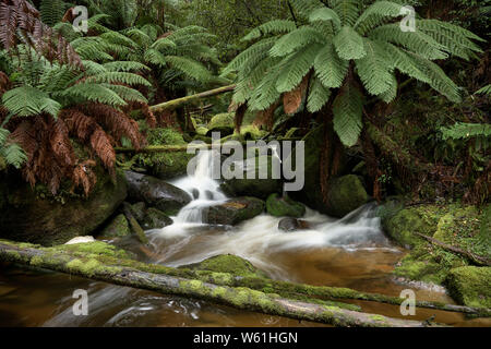 Die torongo Fluss fließt über Felsen und unter umgestürzten Bäumen entlang der Farn und Moos bedeckt Ufer, in der Nähe von Noojee, Victoria. Stockfoto