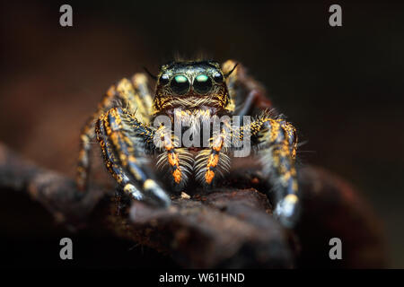 Vorderansicht Portrait mit extremen vergrößerte Details von bunten jumping Spider mit braunem Blatt Hintergrund Stockfoto