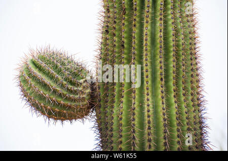 Nahaufnahme eines Saguaro Kaktus in der Wüste von Arizona Stockfoto