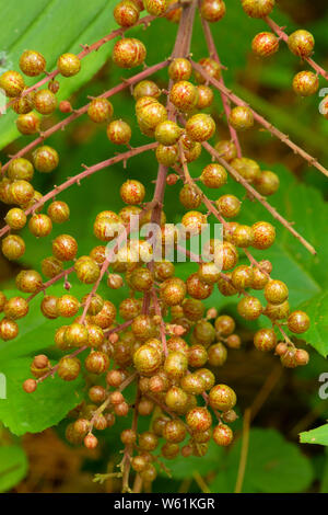 Der falsche Salomo Dichtung (Maianthemum racemosum) Beeren, Wells State Park, Massachusetts Stockfoto