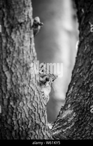 Eichhörnchen peeking um baumglied mit seinen Fuß hervorstehen. Stockfoto