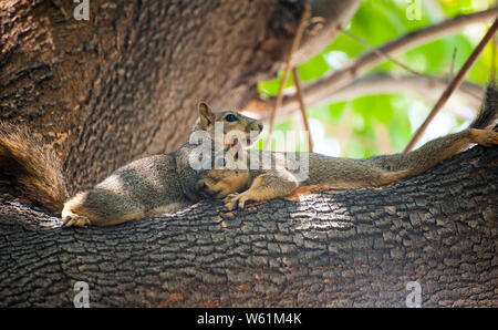 Zwei Eichhörnchen kuscheln auf einem Ast Stockfoto