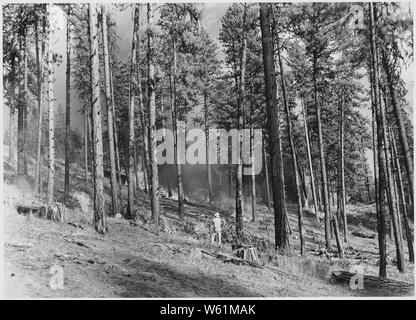 Broadcast Schrägstrich brennen. Mindestens zwei der Brenner werden in diesem Bild angezeigt. Wie in der Abbildung dargestellt, die brennenden fortgeschritten die Kante und gegen den Wind.; Umfang und Inhalt: Fotografische Berichte von Harold Weaver übersetzt veranschaulichen Waldbewirtschaftung auf Indian Reservation Wälder von Washington und Oregon, vor allem auf der Colville, wo Weber war Wald Supervisor, bevor er regionale Förster in 1960. Es gibt dort ein paar Fotos von Kalifornien und Montana und Berichte über wissenschaftliche Exkursionen. Stockfoto