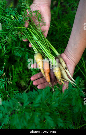 Möhren aus kleinen Bio-Bauernhof. Frau Bauer halten multi Karotten in einem Garten gefärbt. Konzept für Bio Landwirtschaft. Stockfoto