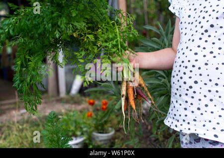 Möhren aus kleinen Bio-Bauernhof. Kid Bauer halten multi Karotten in einem Garten gefärbt. Konzept für Bio Landwirtschaft. Stockfoto