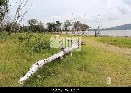 Toter Baum im Behälter Stockfoto