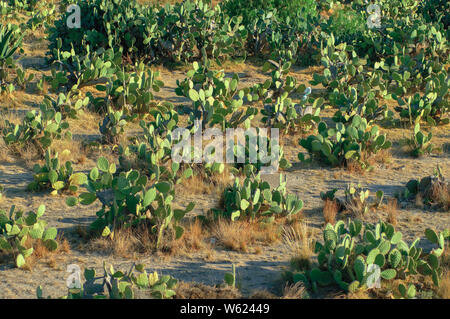 Feigenkaktus (Opuntia), Nopal Kaktus Feld Stockfoto