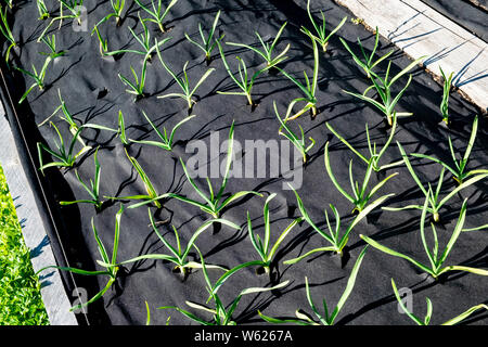 Junger Knoblauch Pflanzen aus Unkraut durch Unkraut gewachsen gunnel Gewebe geschützt. Stockfoto