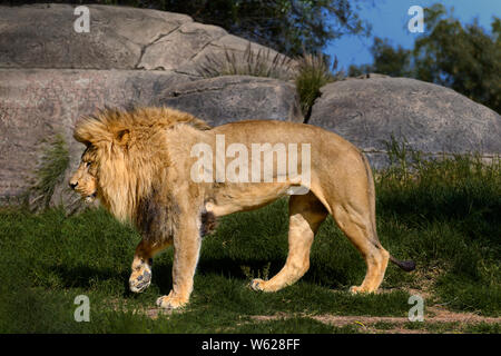 Große männliche Löwe (Panthera leo) Seitenansicht, Wandern auf Gras, König der Tiere Stockfoto
