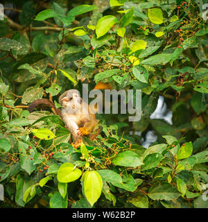 Ein süßes Totenkopfäffchen (Saimiri) Essen frische Beeren in den tropischen Regenwald des Amazonas, Yasuni Nationalpark, Ecuador, Südamerika. Stockfoto