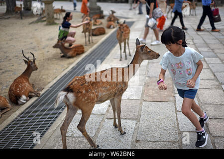 Menschen interagieren mit der Hirsche in Nara Park, Nara, Japan Stockfoto