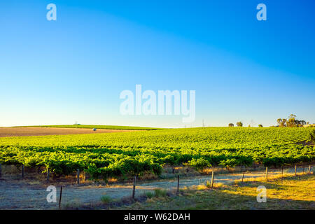 Weinberge in der Nähe von Lyndoch, Barossa Valley Wine Region, South Australia Stockfoto