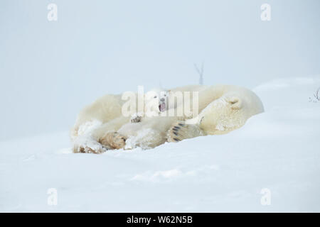Polar Bear und ihren Jungen aus ihrer Höhle im Frühjahr Stockfoto