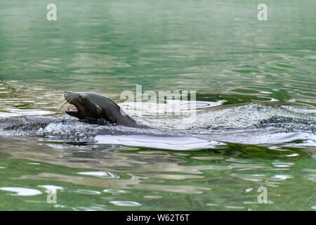 Kalifornische Seelöwe (Zalophus Californianus) schwimmen Stockfoto