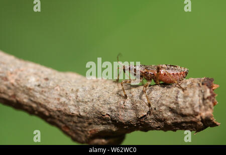 Eine hübsche Western Nadelbaum Same Bug, Leptoglossus occidentalis, Coreidae, zusammen zu Fuß auf einem Zweig in einem Wald. Stockfoto