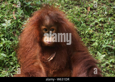 Baby-Gesicht Stockfoto