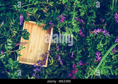 Pflanzen Hintergrund, Rahmen aus Holz box Konzept umweltfreundliche Materialien Stockfoto