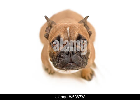Adorable betteln braun Französische Bulldogge Hund mit grossen Augen Blick auf Kamera, auf weißem Hintergrund Stockfoto