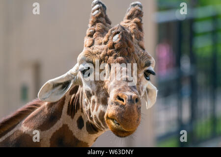 Nahaufnahme Kopf geschossen Der neugierige Giraffe schauen in die Kamera. Stockfoto