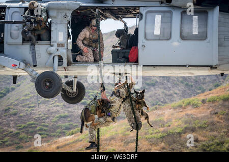 Militär Hundeführer bei der U.S. Army Rangers und US Marine Corps Forces Special Operations Command multipurpose canine Handler schnell - Seil von einem US-Marine MH-60 Seahawk Hubschrauber während eines multipurpose Hunde Experte Hosted Exchange, die von den 1st Marine Raider Bataillon, MARSOC, auf Marine Corps Base Camp Pendleton, Kalifornien, 24. Juli 2019. Der Zweck des MARSOC-gehostete SMEE wurde canine Handler aus verschiedenen Agenturen und Zweigniederlassungen zu bringen Meeresautobahnen und zu leiten - Ausbildung und Austausch von Taktiken, Techniken und Verfahren. (U.s. Marine Corps Foto b Stockfoto