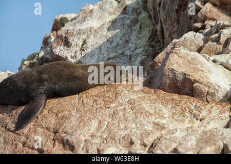 Eine Südamerikanische Seelöwe auf den Islas Ballestas in Peru Stockfoto