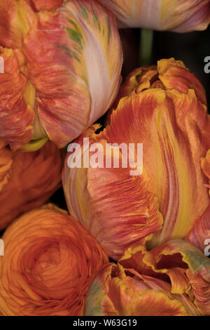 Ranunkeln Orange und Orange Parrot Tulpen auf schwarzem Hintergrund Stockfoto