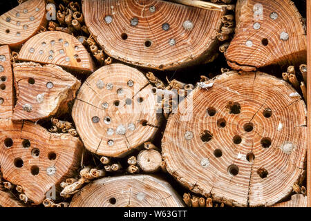 Bug Hotel Material Löcher in alten Baumstämmen, geeignet für einsame Bienen, Gattung Anthidium Stockfoto