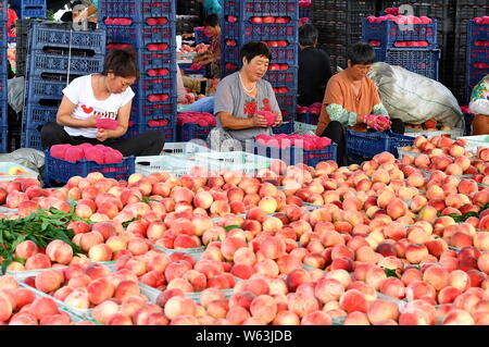 Laoting, Hebei Provinz Chinas. 30. Juli, 2019. Die Landwirte sortieren und verpacken Pfirsiche in Laoting County, im Norden der chinesischen Provinz Hebei, 30. Juli 2019. In den letzten Jahren, die lokalen Behörden von Laoting Grafschaft Pfirsich einpflanzen, das Einkommen der Landwirte zu erhöhen und die Wiederbelebung der ländlichen Wirtschaft gefördert. Credit: Yang Shiyao/Xinhua/Alamy leben Nachrichten Stockfoto