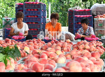 Laoting, Hebei Provinz Chinas. 30. Juli, 2019. Die Landwirte sortieren und verpacken Pfirsiche in Laoting County, im Norden der chinesischen Provinz Hebei, 30. Juli 2019. In den letzten Jahren, die lokalen Behörden von Laoting Grafschaft Pfirsich einpflanzen, das Einkommen der Landwirte zu erhöhen und die Wiederbelebung der ländlichen Wirtschaft gefördert. Credit: Yang Shiyao/Xinhua/Alamy leben Nachrichten Stockfoto