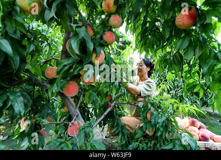 Laoting, Hebei Provinz Chinas. 30. Juli, 2019. Ein Bauer holt Pfirsiche Bei einer Pflanzung in Laoting County, im Norden der chinesischen Provinz Hebei, 30. Juli 2019. In den letzten Jahren, die lokalen Behörden von Laoting Grafschaft Pfirsich einpflanzen, das Einkommen der Landwirte zu erhöhen und die Wiederbelebung der ländlichen Wirtschaft gefördert. Credit: Yang Shiyao/Xinhua/Alamy leben Nachrichten Stockfoto