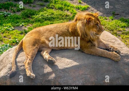 Junger männlicher Löwe faulenzen in der späten Nachmittagssonne. Stockfoto