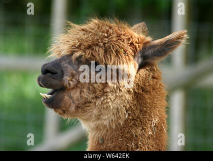 Kopfaufnahme eines flauschigen braunen domestizierten Alpaka, Seitenansicht, Nahaufnahme mit Details seiner Zähne Stockfoto