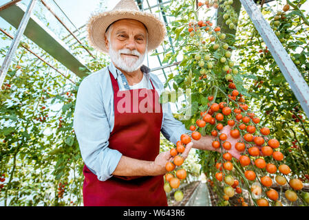 Stattliche gut gekleideter älterer Mann wachsenden Cherry Tomaten in eine gut ausgestattete Treibhaus auf einer kleinen landwirtschaftlichen Betrieb. Konzept einer kleinen Agribusiness und Stockfoto
