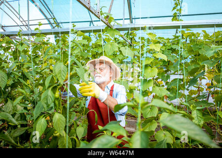 Ältere Menschen wachsenden Gurken, die Zweige binden im Gewächshaus auf einem kleinen landwirtschaftlichen Betrieb. Konzept einer kleinen Agribusiness und Arbeiten an Retireme Stockfoto