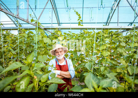 Porträt eines gut Gekleideten älteren Mann in einem gut ausgestatteten Treibhaus mit Gurken auf einen kleinen landwirtschaftlichen Betrieb. Konzept einer kleinen agribusines Stockfoto