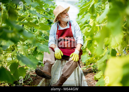 Porträt eines gut Gekleideten älteren Mann sitzt im Gewächshaus mit Gurke Plantage auf einen kleinen landwirtschaftlichen Betrieb Stockfoto