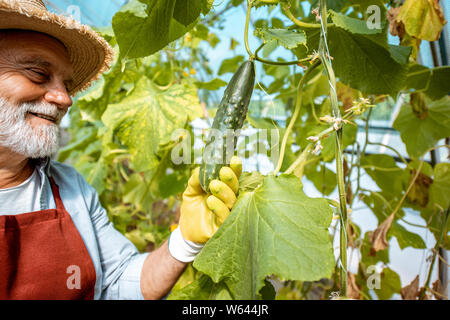 Schöne ältere Menschen wachsenden Gurken im Gewächshaus auf einem kleinen landwirtschaftlichen Betrieb. Konzept einer kleinen Agribusiness und Arbeiten im Rentenalter Stockfoto