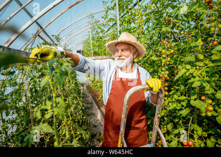 Älterer mann Beschneidung Zweige, die Pflege von Tomaten Plantage im Treibhaus der einen kleinen landwirtschaftlichen Betrieb. Konzept einer kleinen Agribusiness und Arbeiten ein Stockfoto