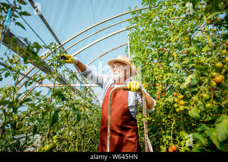 Älterer mann Beschneidung Zweige, die Pflege von Tomaten Plantage im Treibhaus der einen kleinen landwirtschaftlichen Betrieb. Konzept einer kleinen Agribusiness und Arbeiten ein Stockfoto