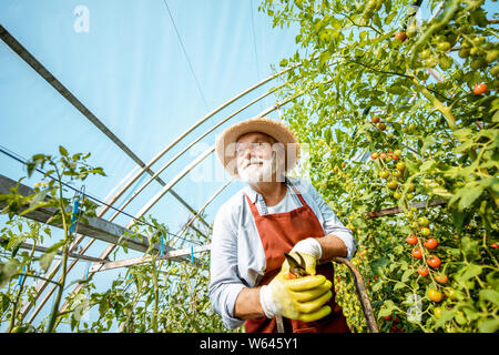 Porträt eines gut Gekleideten älteren Mann, stehend auf einer Leiter als ein Agronom kümmert sich um Tomaten Plantage auf einen kleinen landwirtschaftlichen Betrieb Stockfoto