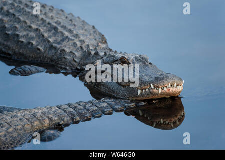Alligator mit seinen Kopf auf anderen Schwanz in reflektierenden blaues Wasser Stockfoto